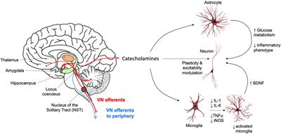Vagus Nerve Stimulation as a Potential Therapy in Early Alzheimer’s Disease: A Review